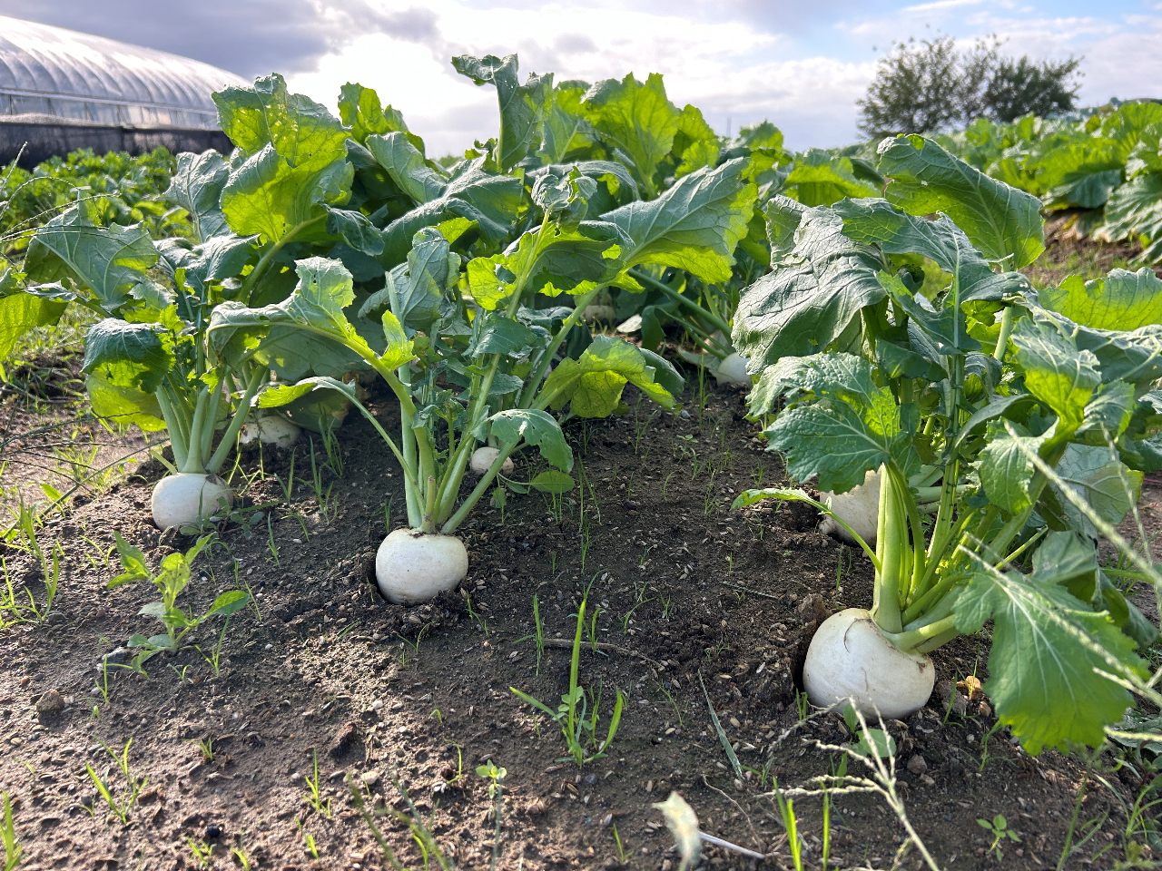 大きくまーるいかぶが今年もできました!