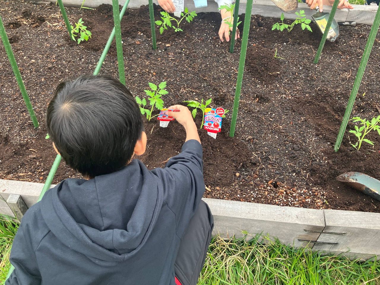 野菜博士とカゴメと一緒に! 苗から始めるピザ作り
