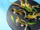 <夕食ビュッフェ>鮎の塩焼き(夏季限定)(イメージ)