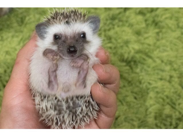 平日限定 16時 時間無制限プラン 動物とふれあい ハリネズミや犬 猫 フクロウ 爬虫類など様々な動物とのふれあい体験 写真撮影も無料 ファミリーやカップル おひとり様にオススメ アニマルカフェ マシュマロパンダ じゃらん遊び体験 平日限定 16時 時間無制限プラン 動物とふれあい ハリネズミや犬 猫 フクロウ 爬虫類など様々な動物とのふれあい体験 写真撮影も無料 ファミリーやカップル おひとり様にオススメ アニマルカフェ マシュマロパンダ じゃらん遊び体験