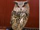 大型フクロウのユーラシアワシミミズクがお出迎え!