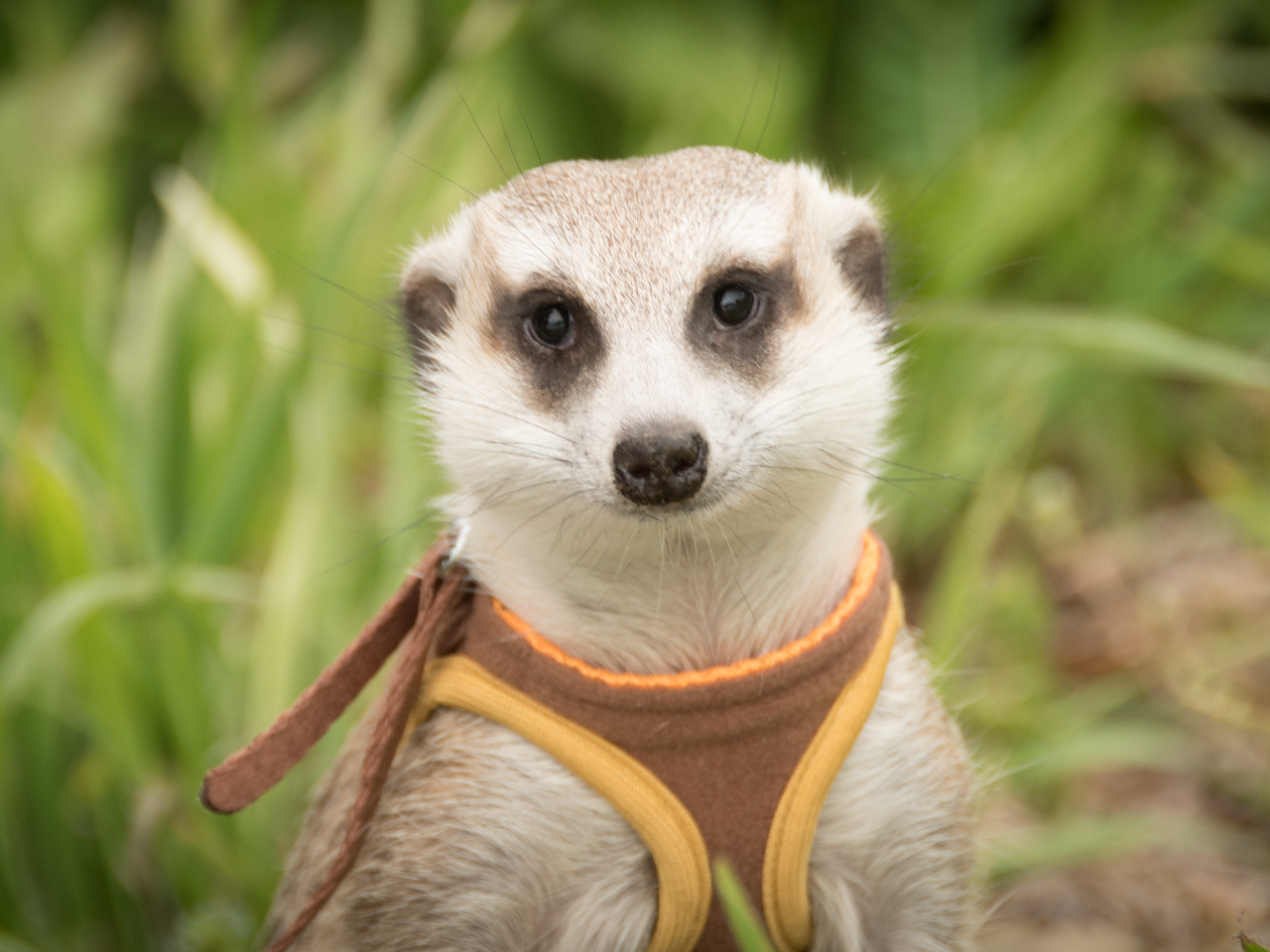 土日祝日 17時 最大2時間プラン 動物とふれあい ハリネズミや犬 猫 フクロウ 爬虫類など様々な動物とのふれあい体験 写真撮影も無料 ファミリーやカップルにオススメ アニマルカフェ マシュマロパンダ じゃらん遊び体験