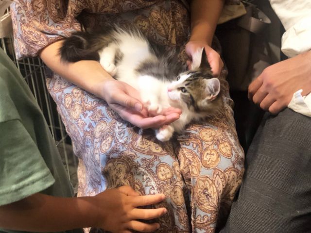 土日祝日 17時 最大2時間プラン 動物とふれあい ハリネズミや犬 猫 フクロウ 爬虫類など様々な動物とのふれあい体験 写真撮影も無料 ファミリーやカップルにオススメ アニマルカフェ マシュマロパンダ じゃらん遊び体験 土日祝日 17時 最大2時間プラン 動物とふれあい ハリネズミや犬 猫 フクロウ 爬虫類など様々な動物とのふれあい体験 写真撮影も無料 ファミリーやカップルにオススメ アニマルカフェ マシュマロパンダ じゃらん遊び体験