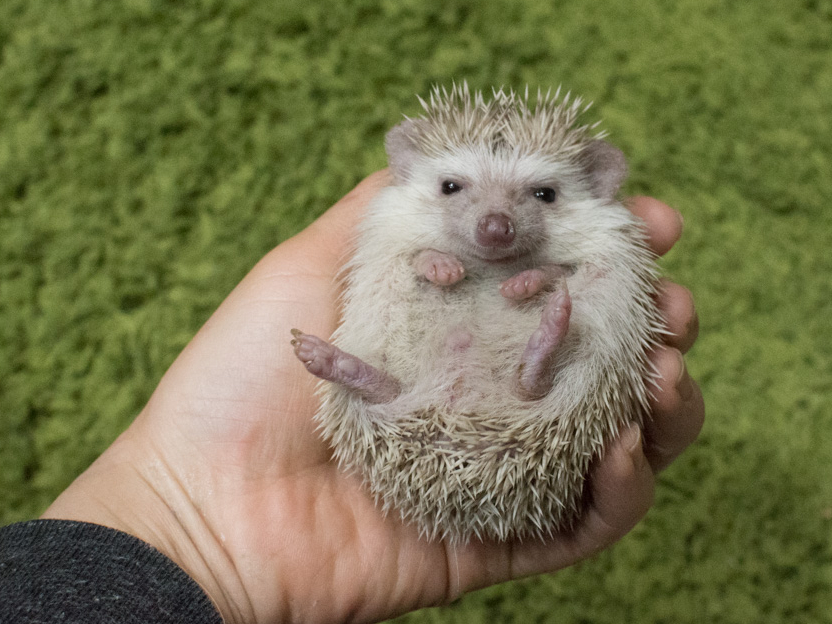 土日祝日 17時 最大2時間プラン 動物とふれあい ハリネズミや犬 猫 フクロウ 爬虫類など様々な動物とのふれあい体験 写真撮影も無料 ファミリーやカップルにオススメ アニマルカフェ マシュマロパンダ じゃらん遊び体験 土日祝日 17時 最大2時間プラン 動物とふれあい ハリネズミや犬 猫 フクロウ 爬虫類など様々な動物とのふれあい体験 写真撮影も無料 ファミリーやカップルにオススメ アニマルカフェ マシュマロパンダ じゃらん遊び体験
