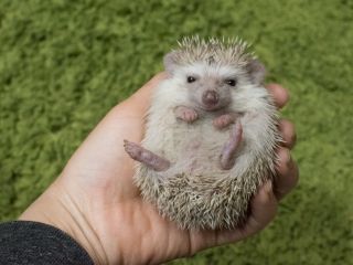 土日祝日 17時 最大2時間プラン 動物とふれあい ハリネズミや犬 猫 フクロウ 爬虫類など様々な動物とのふれあい体験 写真撮影も無料 ファミリーやカップルにオススメ アニマルカフェ マシュマロパンダ じゃらん遊び体験 土日祝日 17時 最大2時間プラン 動物とふれあい ハリネズミや犬 猫 フクロウ 爬虫類など様々な動物とのふれあい体験 写真撮影も無料 ファミリーやカップルにオススメ アニマルカフェ マシュマロパンダ じゃらん遊び体験