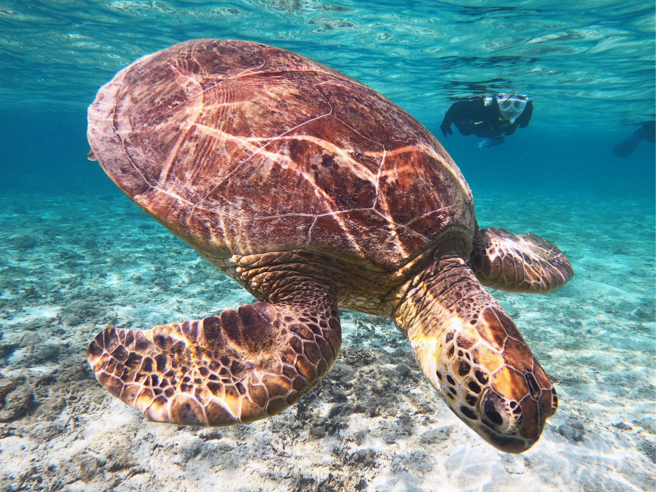 怖がらないウミガメさんだとこんなに近くで見ることもできちゃいます!