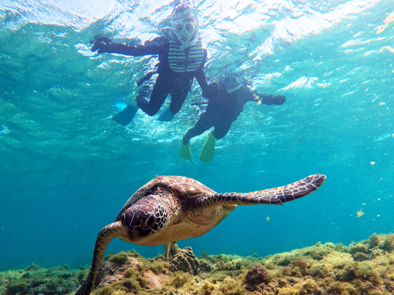 まるでウミガメが飛んでいるかのよう