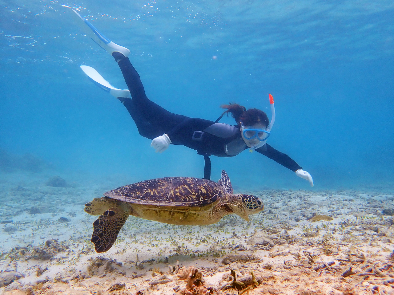 スキンダイビング だとこんなに近くで泳げちゃう♪