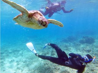 スキンダイビング を練習するとこんなに近くを泳げます!