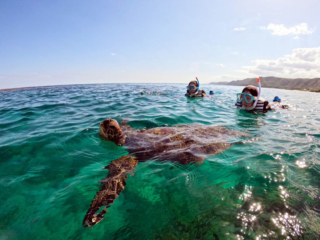 ウミガメにも出会えるかも