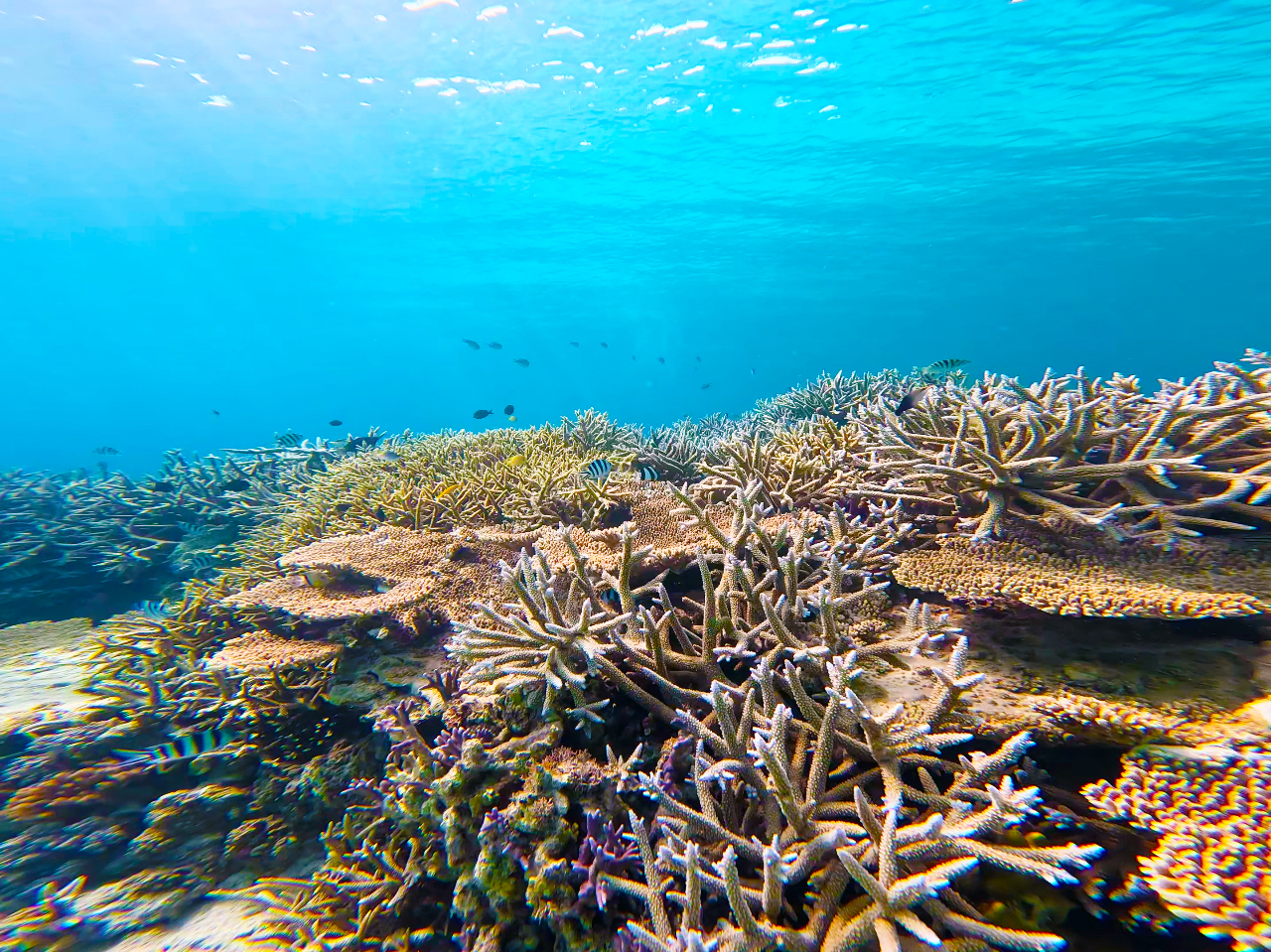 サンゴやお魚と一緒に泳ごう!