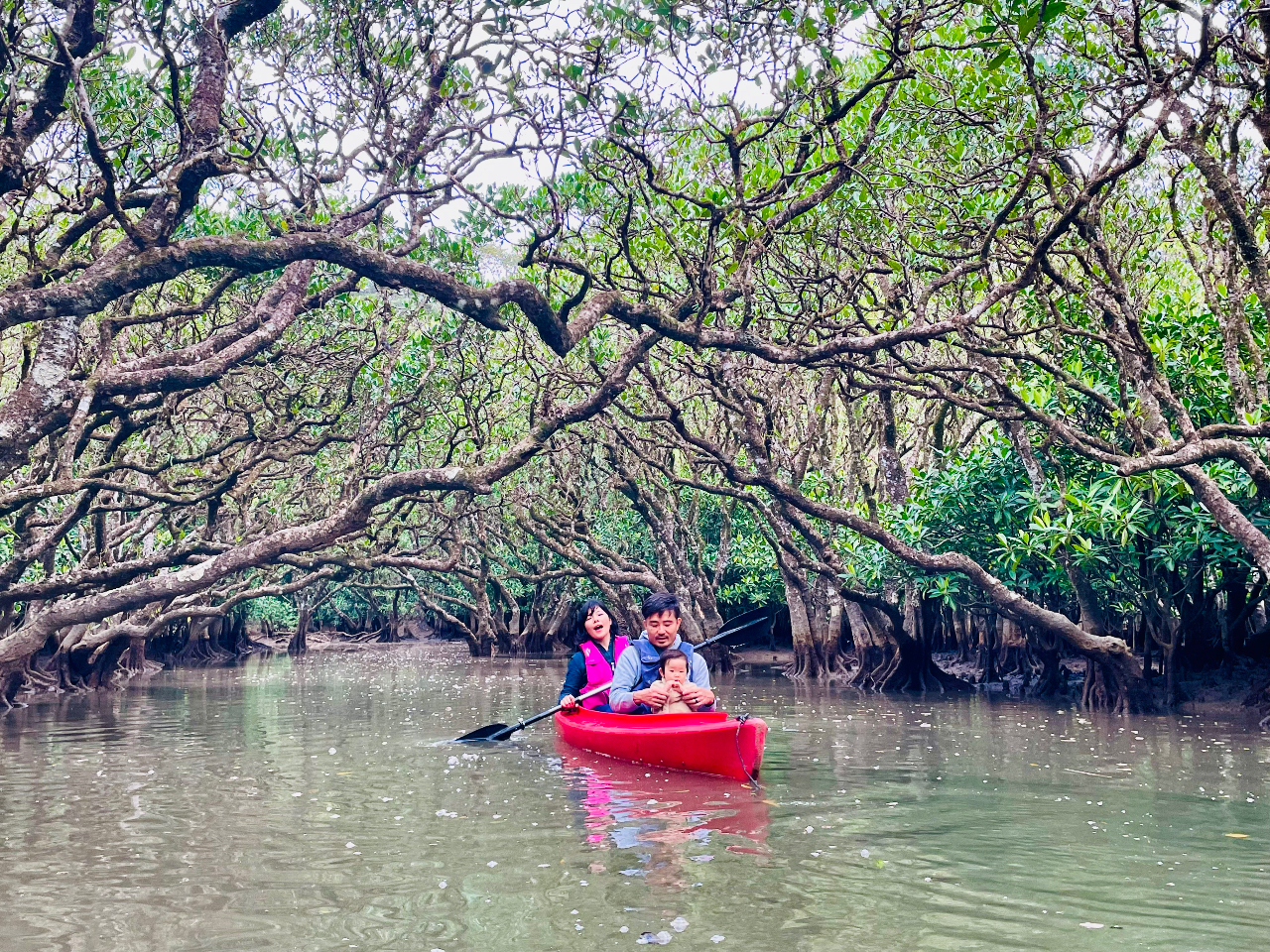 マングローブのトンネル
