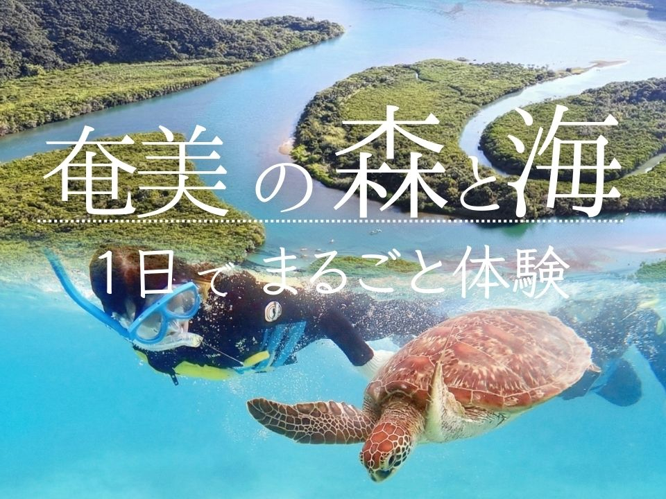 海も森も、1日で。
ウミガメシュノーケリングとマングローブ・滝めぐりを効率よく楽しむ、少人数制の奄美まるごと体験プラン。