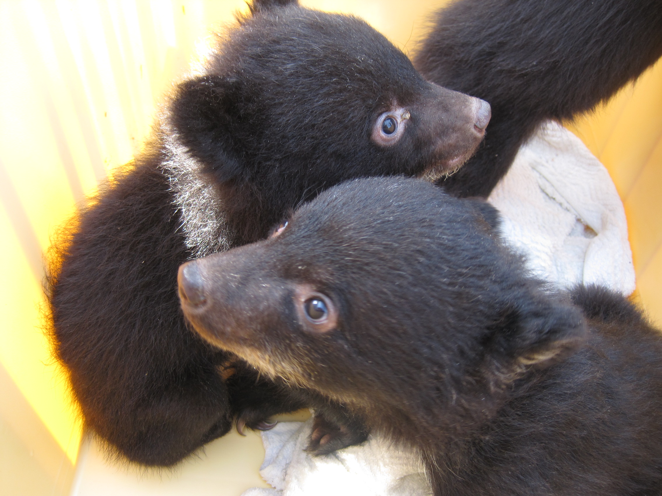 ツキノワグマ冬眠観察会 ガイドさんの話が面白い 目の前でクマが遊びだす そのあと温泉を満喫 くまくま園の口コミ じゃらんnet