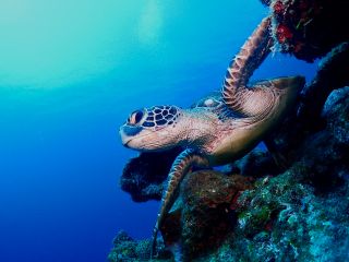 運が良ければウミガメに会えます!