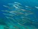 魚群に会う事も!