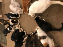京都の動物カフェランキングtop7 じゃらんnet 京都の動物カフェランキングtop7 じゃらんnet