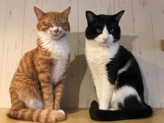 1日1組様限定 ねこスタッフをひとりじめ ぜいたく1じかんプラン 猫カフェ Tango じゃらん遊び体験 1日1組様限定 ねこスタッフをひとりじめ ぜいたく1じかんプラン 猫カフェ Tango じゃらん遊び体験