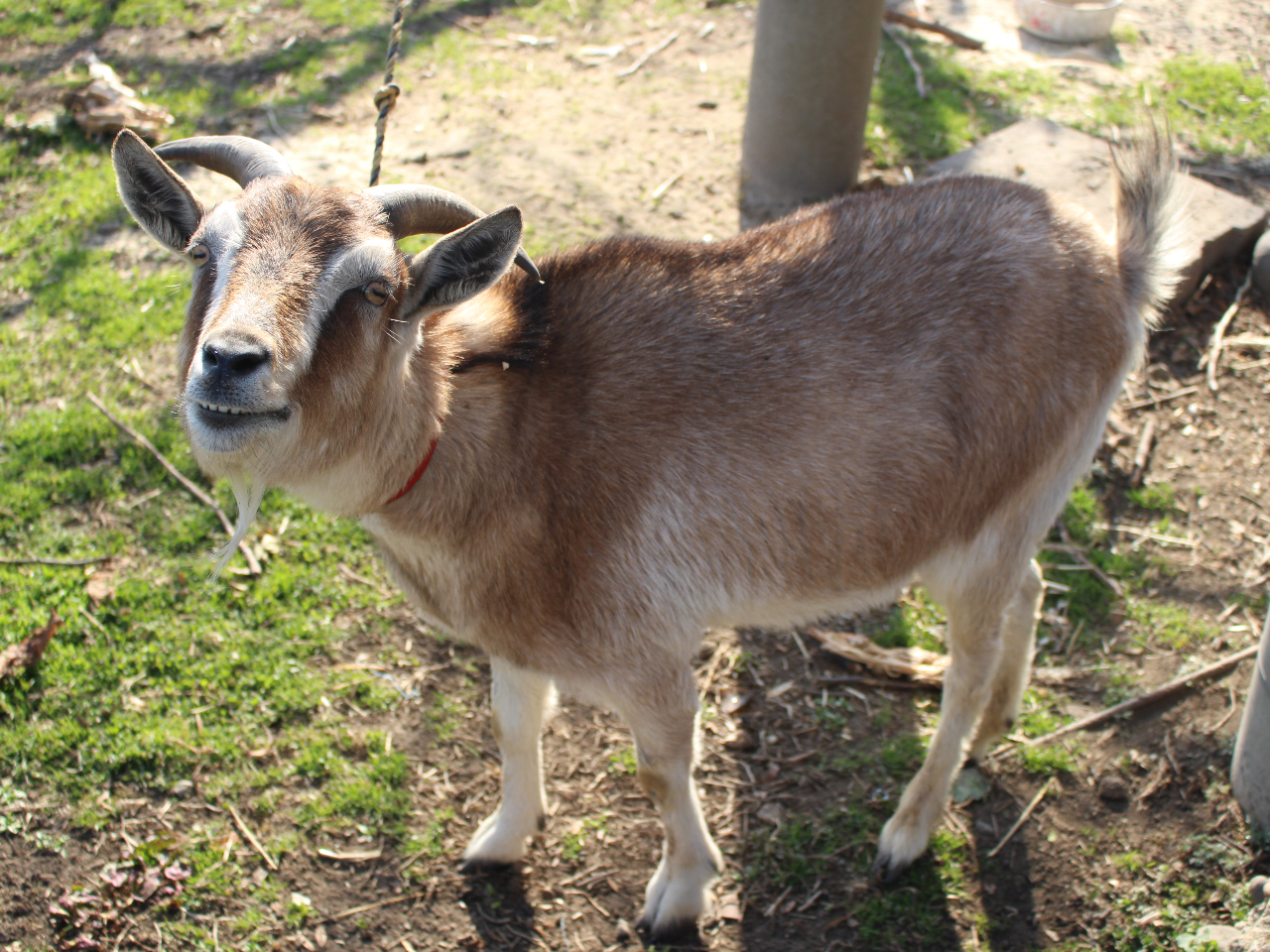 ヤギのいちじく