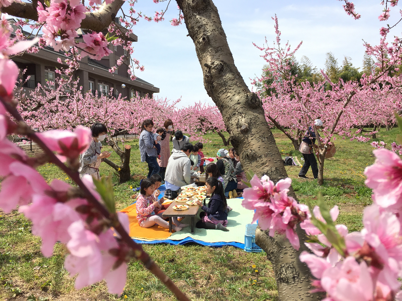 桃の花見も素敵