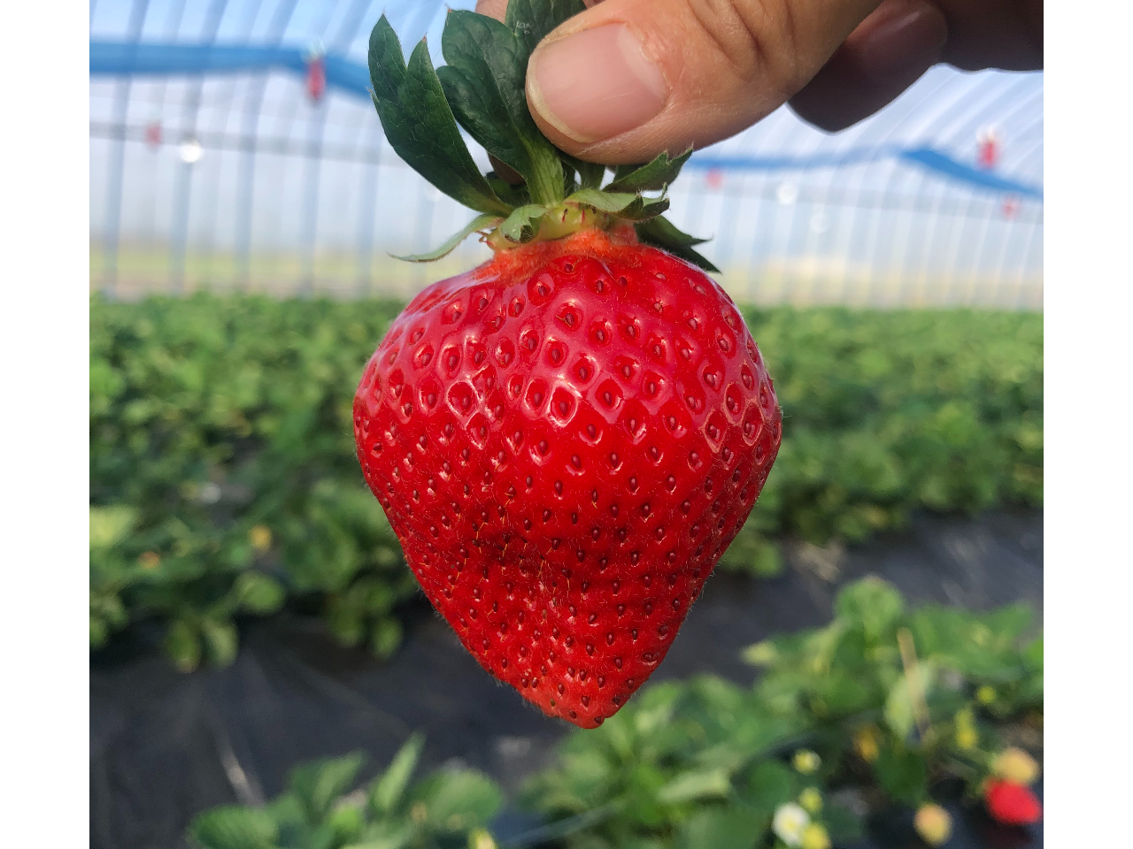 ܁`肪LnEXuvu܂邢vuvu܂v̓Ėtꂽ܂B