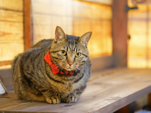 看板猫・高菜先生は保護猫出身のお店の癒し担当。穏やかで人懐っこく、お客様を優しく迎えてくれます。体験の合間にリラックスした姿や遊ぶ姿をお楽しみください。