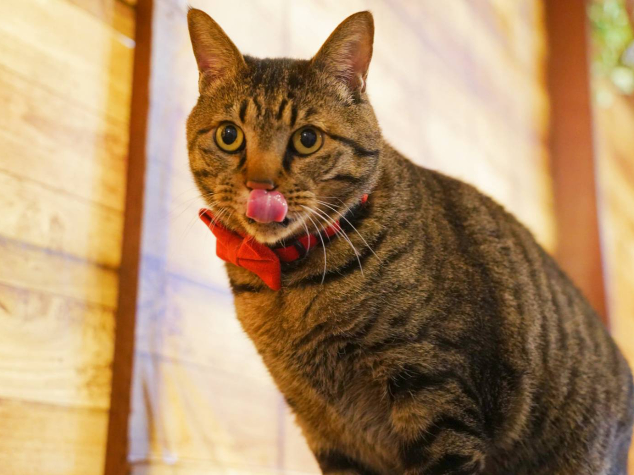 看板猫・高菜先生は保護猫出身のお店の癒し担当。穏やかで人懐っこく、お客様を優しく迎えてくれます。体験の合間にリラックスした姿や遊ぶ姿をお楽しみください。