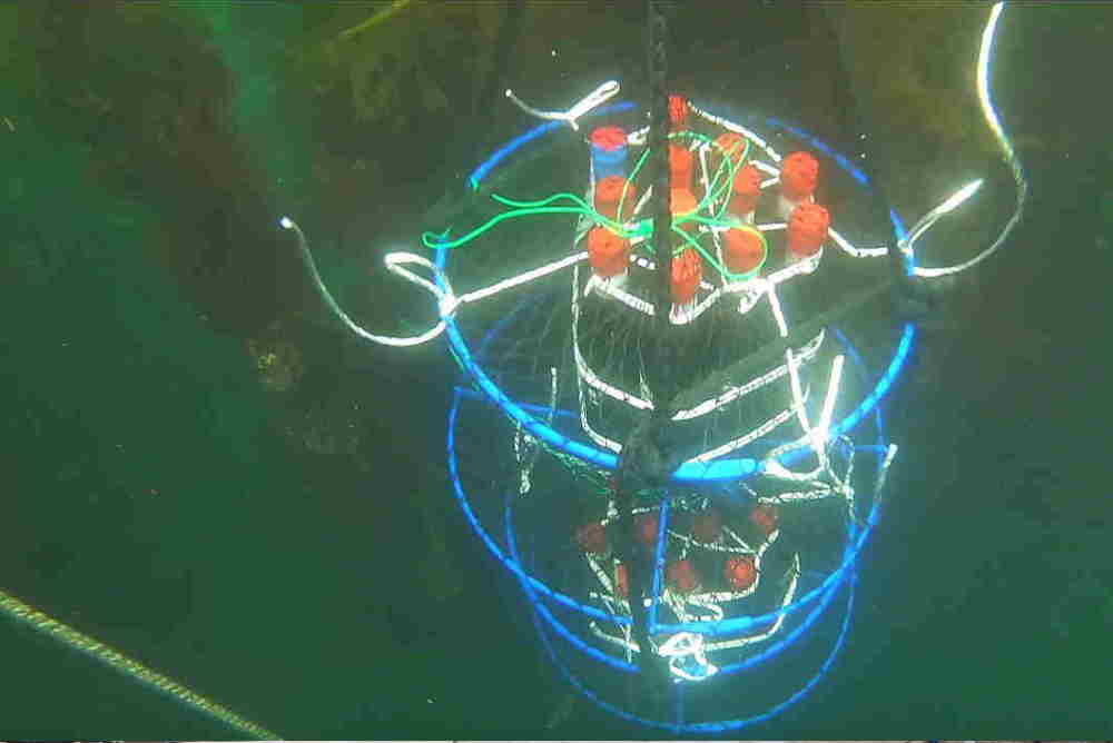 Lcp̊CŖ10ԏnƖ܂₩|܂B