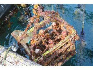 水揚げした直後は貝や海藻などの付着物がいっぱい