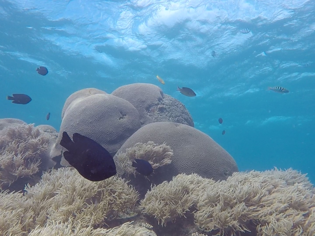 地域共通クーポン取扱店 ゴリラチョップで貸し切りシュノーケル 沖縄県 本部 Gopro写真 えづけ無料 3歳から参加可能 モルダイブ Maldive じゃらん遊び体験