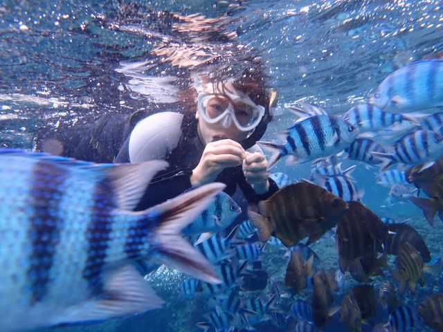 間近で魚の餌付け体験!海の中はまるで水族館以上!