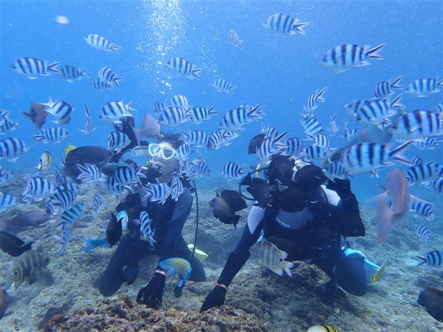餌付け体験。人懐こい魚たちがたくさん集まってきます☆