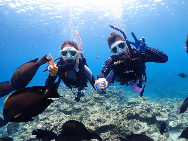 カラフルな魚ときれいな海