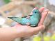 サザナミインコの「スー」は、掌の上で可愛くひっくり返ってくれたりで大人気。