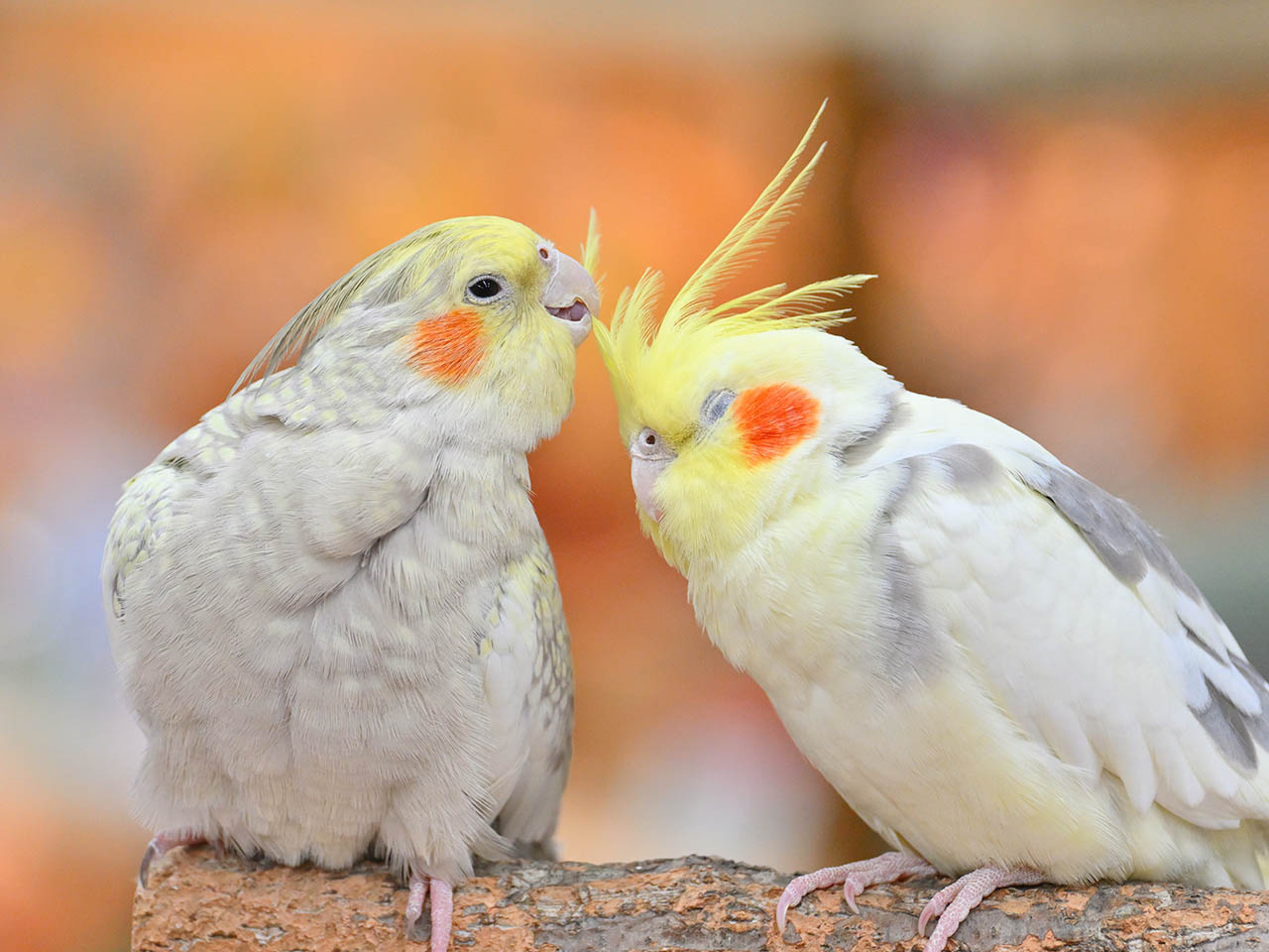 小鳥ふれあい体験＊50分】＼ドリンクバー付き♪／総勢約80羽の鳥たちが