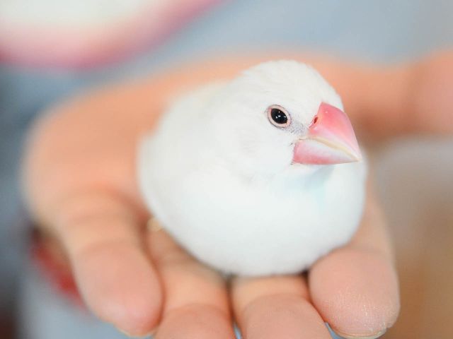 白文鳥の「ユキ」をはじめ、ブンチョウたちもとも触れ合えます。