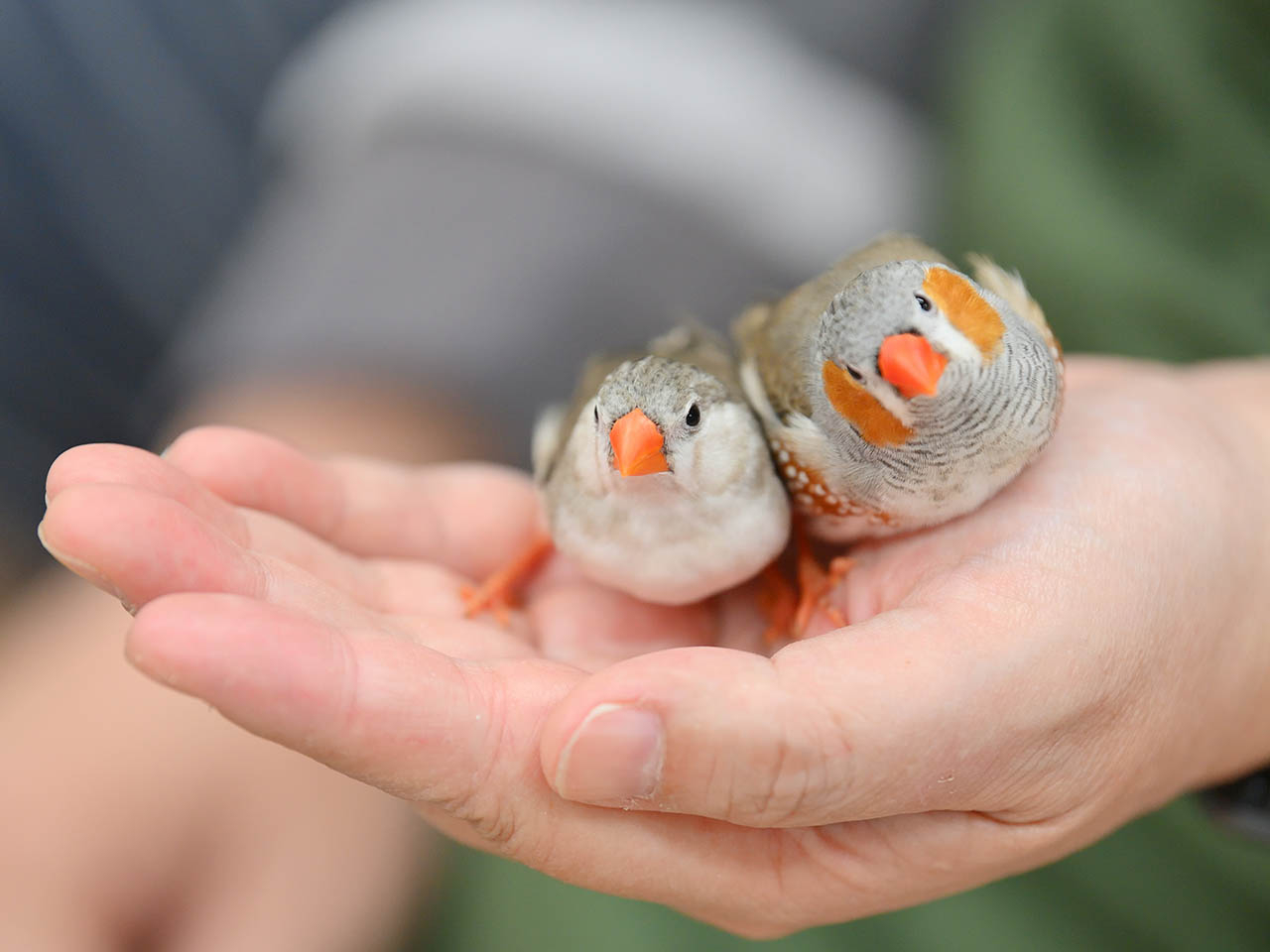 キンカチョウをはじめ、ブンチョウ、ジュウシマツといった小さなフィンチたちも沢山。