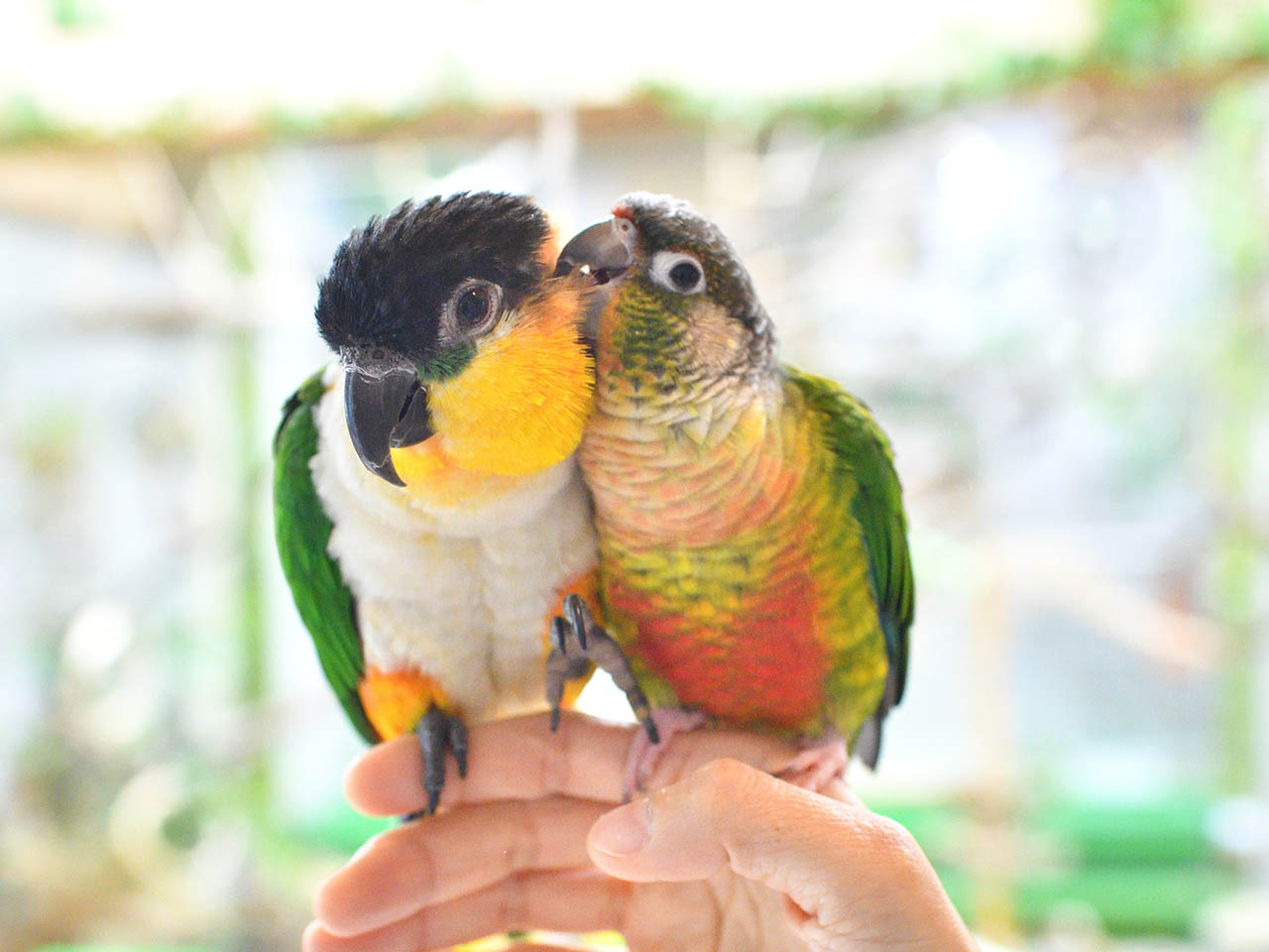 ズグロシロハラインコの「パセリ」とホオミドリウロコインコの「コロン」は幼い頃からの仲良し。