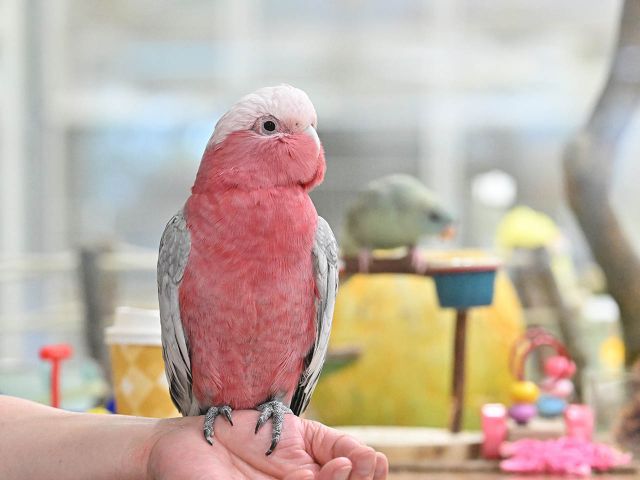 ピンク色のオウム、モモイロインコの「モモ」も愛らしくお待ちしております。