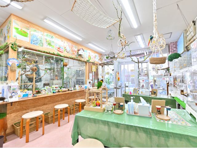 店内では鳥たちとふれあったり、左側のガラス越しの小部屋内で遊び回っている鳥たちを眺めて楽しめます。