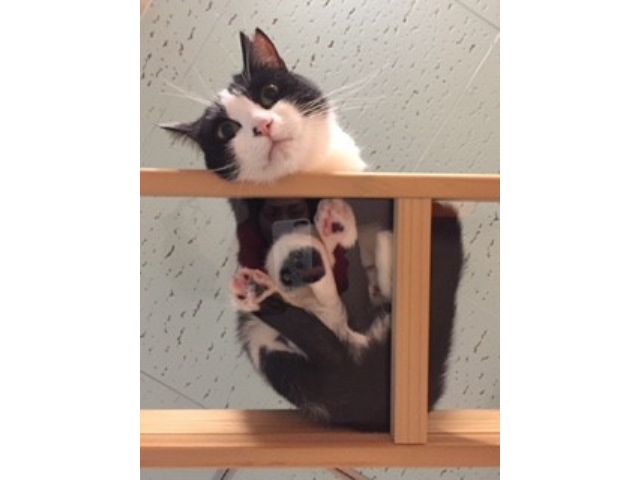 1ドリンクor数量限定の猫のおやつ付き 90分プラン 猫との触れ合いで癒されませんか 保護猫カフェ カーロ じゃらん遊び体験 1ドリンクor数量限定の猫のおやつ付き 90分プラン 猫との触れ合いで癒されませんか 保護猫カフェ カーロ じゃらん遊び体験