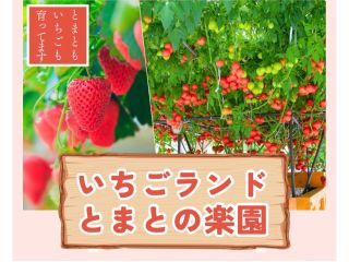 いちご狩り体験参加者はトマトも無料で食べられます!