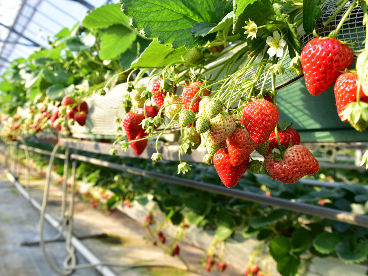 ���ݍ͔|�Ȃ̂ł����܂��y�X��������肪�o���܂���