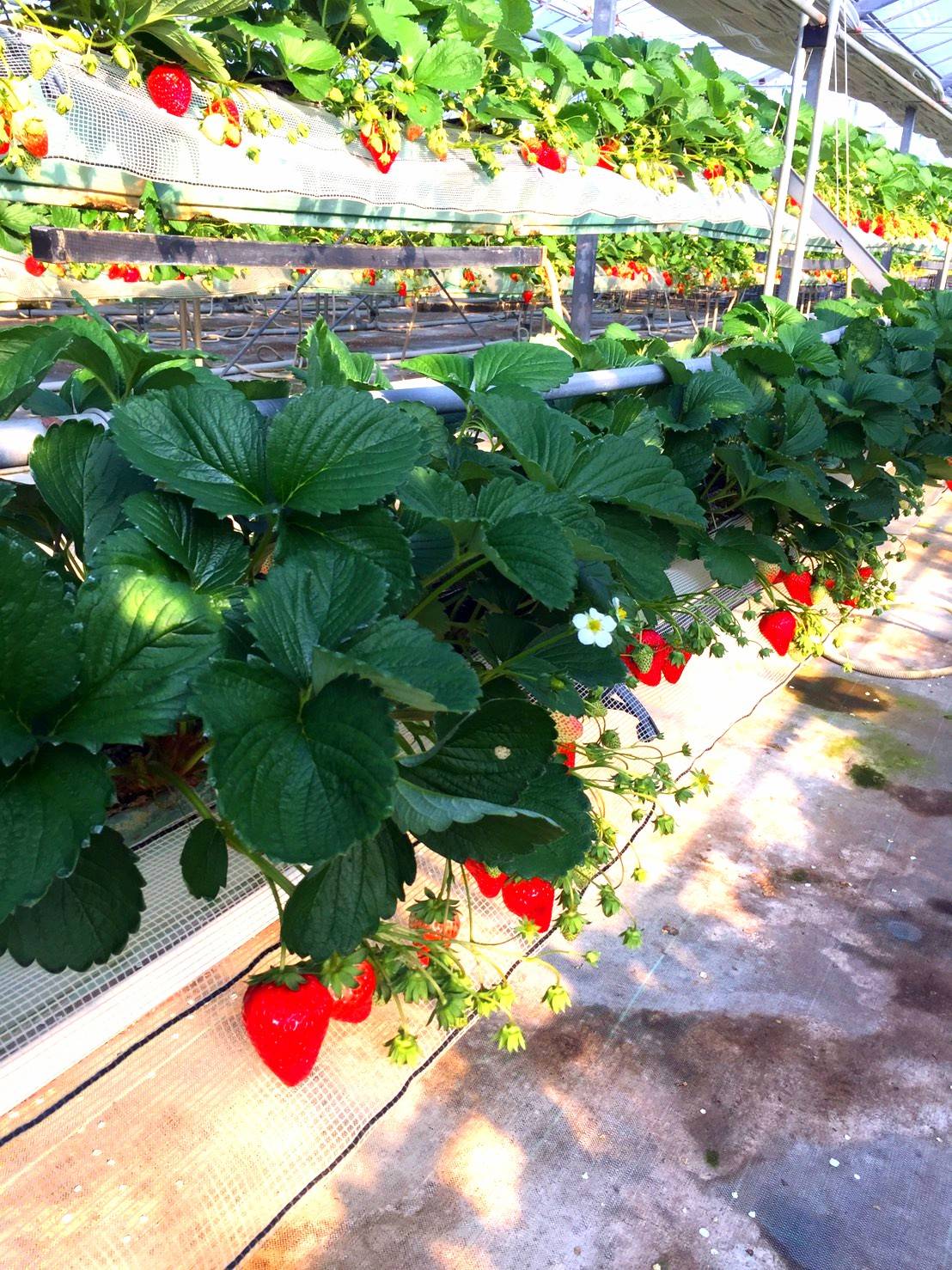 ݍ͔|Ȃ̂ł܂yX肪o܂