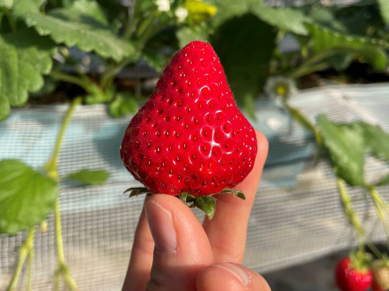 【じゃらんのお得な10日間】【いちご狩り☆40分食べ放題♪】①9~12時、②12...