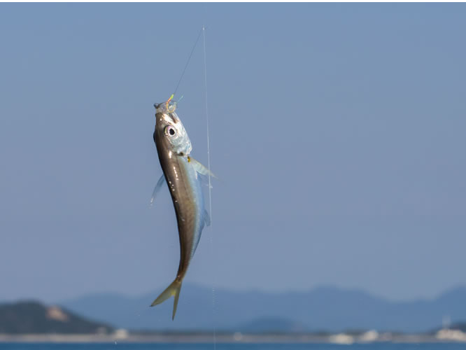 あじやいわしが釣れます!!