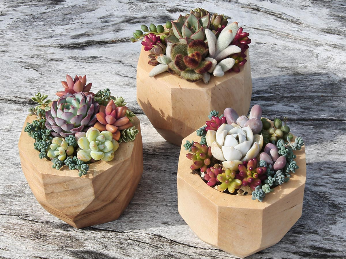 ビギナーコース 木の器で彩る多肉植物の寄せ植え体験 女性 カップル ファミリーにおすすめ 一本木 じゃらん遊び体験