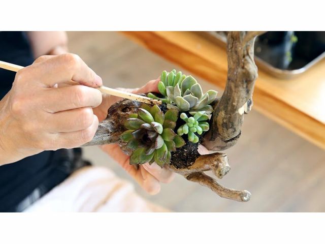 エキスパート ネルソルを使った朽木の多肉植物の寄せ植えハンギング体験 女性 カップル ファミリーにおすすめ 一本木 じゃらん遊び体験 エキスパート ネルソルを使った朽木の多肉植物の寄せ植えハンギング体験 女性 カップル ファミリーにおすすめ 一本木 じゃらん遊び体験