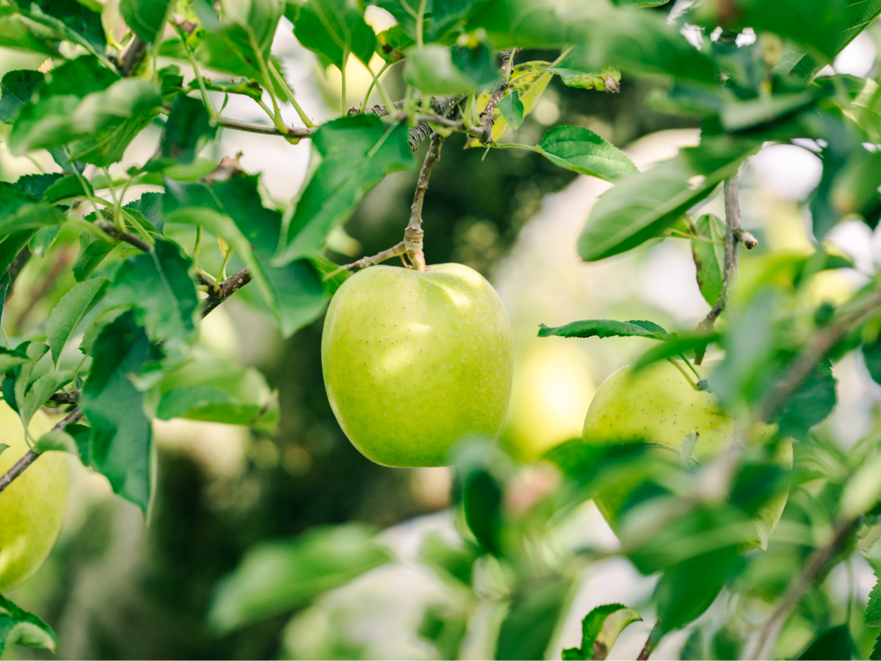 񂲂͔|Bi͎ɂėlXłB