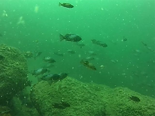 水中ドローンを活用し実習の水中をリアルに